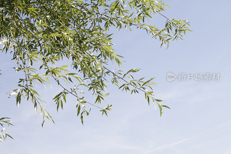 夏日天空中淡绿的柳叶