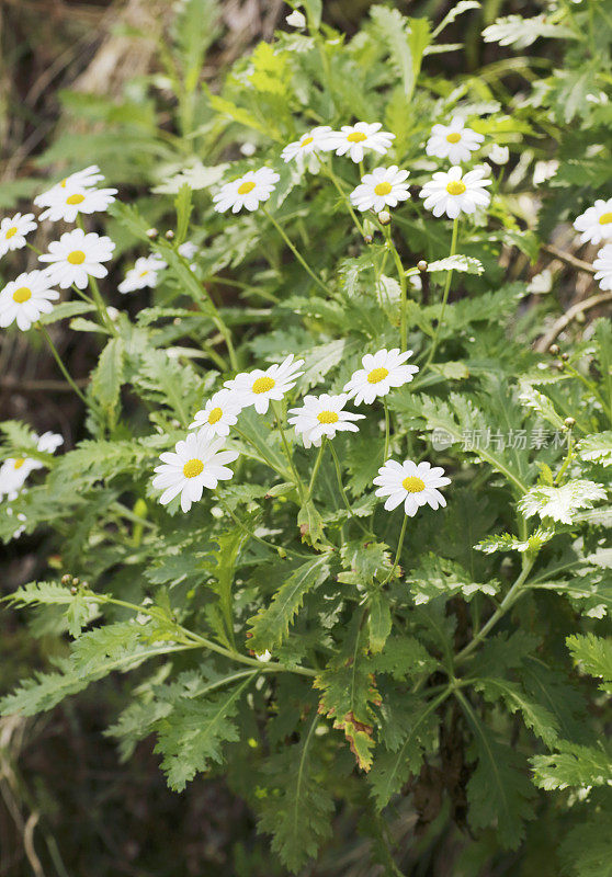 野菊花