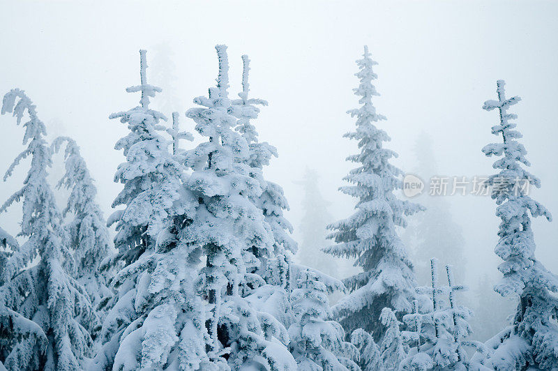 蓝色的雪-冬天的仙境