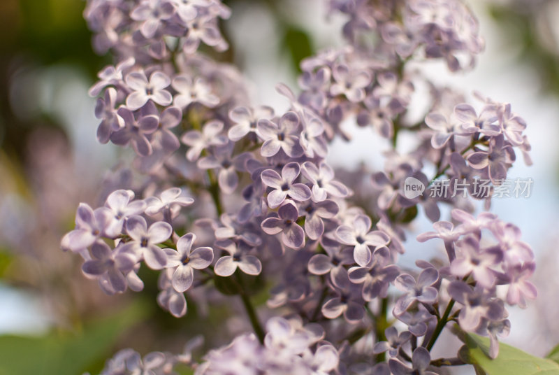 莉莉花