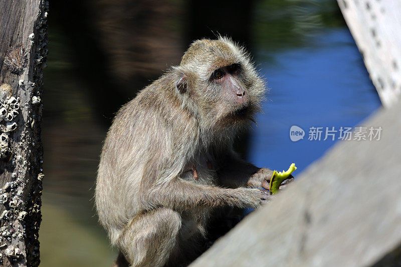 印度尼西亚:林卡岛上的长尾猕猴