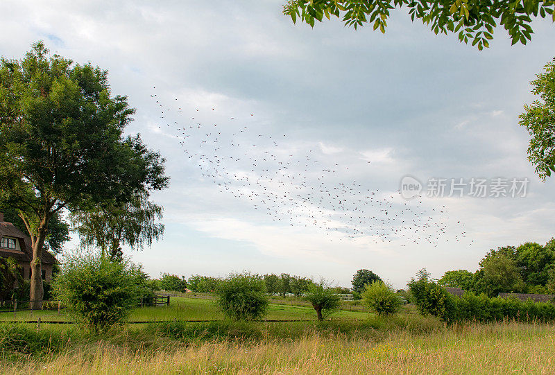 荷兰风景中有一群鸟