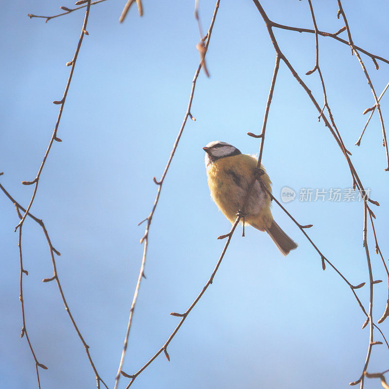 小bluetit