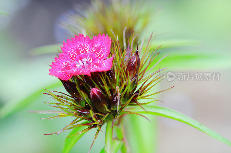 威廉甜蜜的花朵