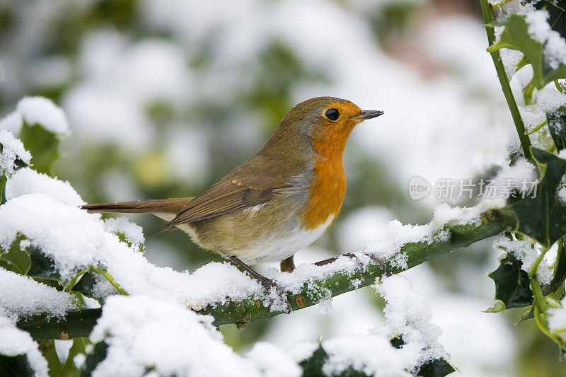 罗宾(红心rubecula)