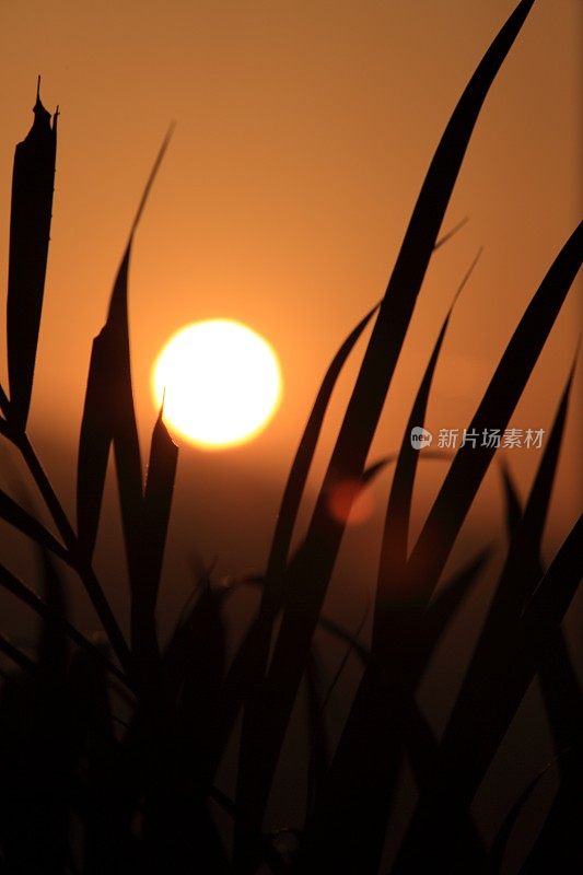 夕阳透过棕榈树看