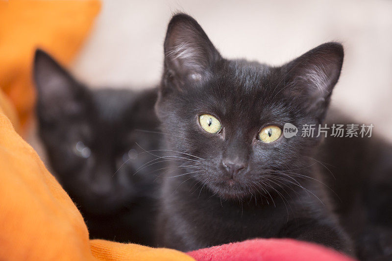 两只可爱的黑猫蜷缩在沙发上