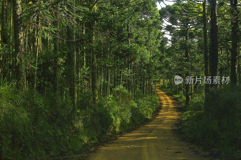 乡村公路之间的巴西松树，巴西南部景观