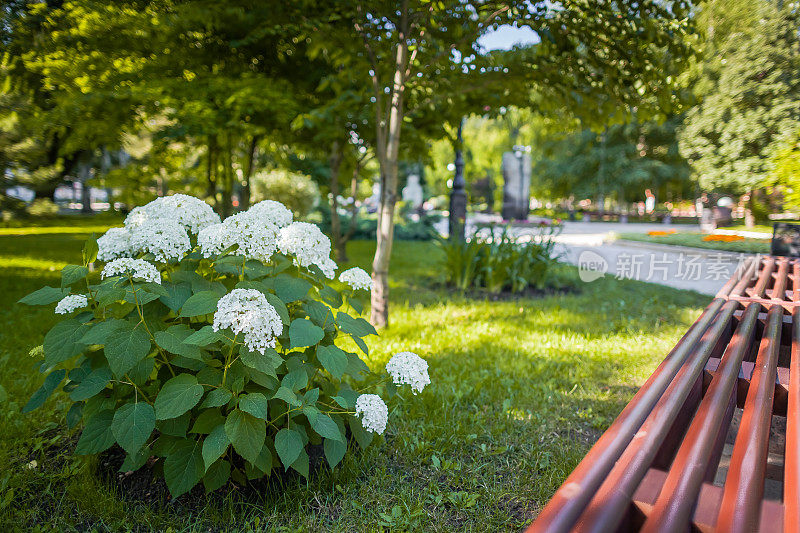 早上大道