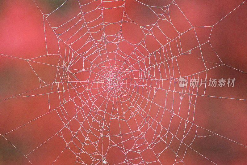 红色背景的花园蜘蛛网上挂着清晨的露珠