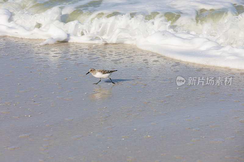 矶鹞逃离海浪