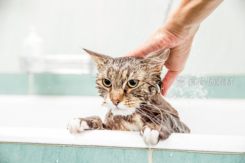 在浴缸里洗澡的猫