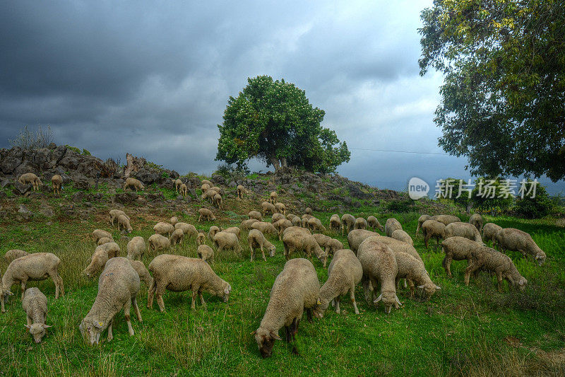 山坡上吃草的羊