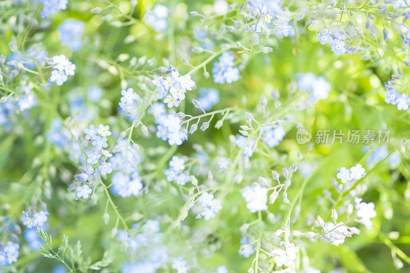 淡蓝勿忘我花的散焦背景