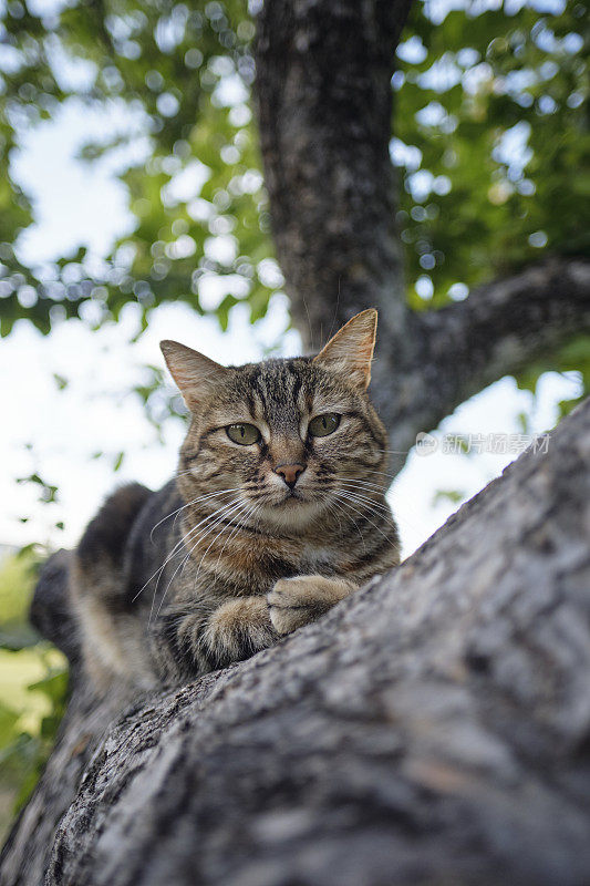 一只虎斑猫在树枝上