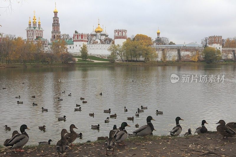 新圣母修道院和湖上的鸭子-莫斯科，俄罗斯