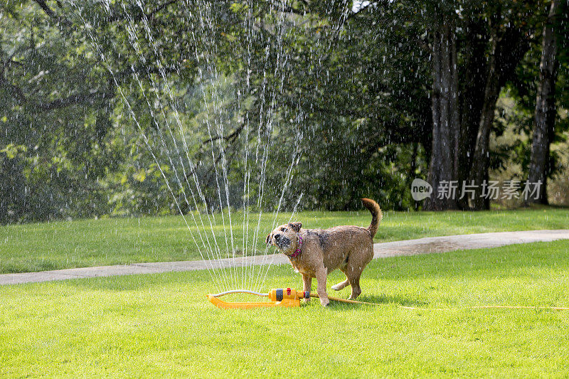 狗在洒水器里玩耍