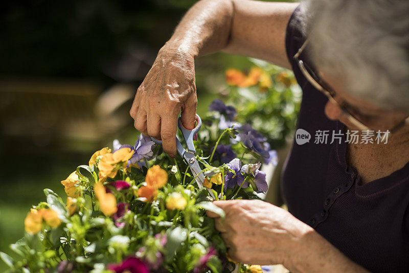 65岁活跃的银发老妇在后院种花
