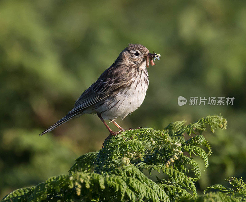 岩琵琶