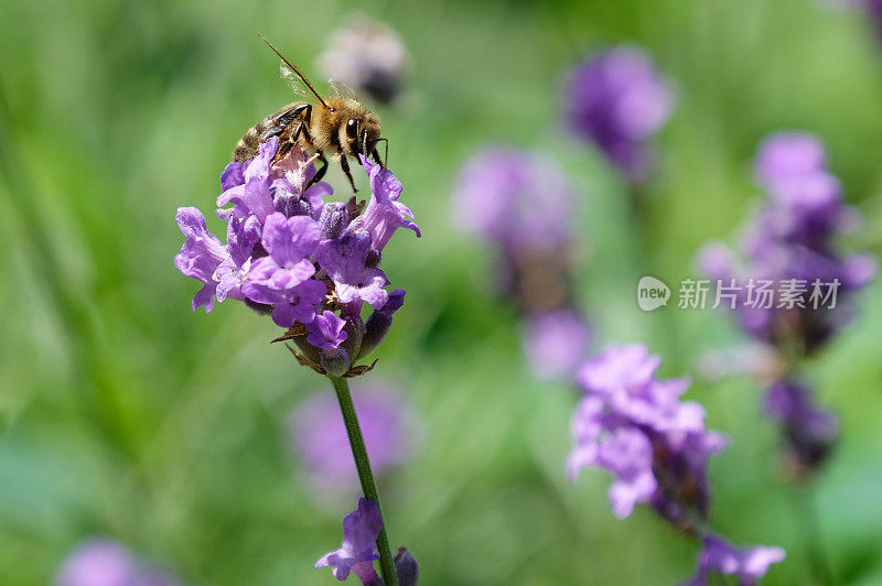 花园薰衣草上的蜜蜂