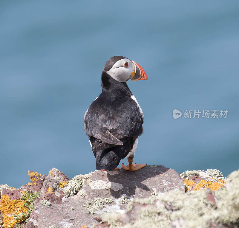 角嘴海雀