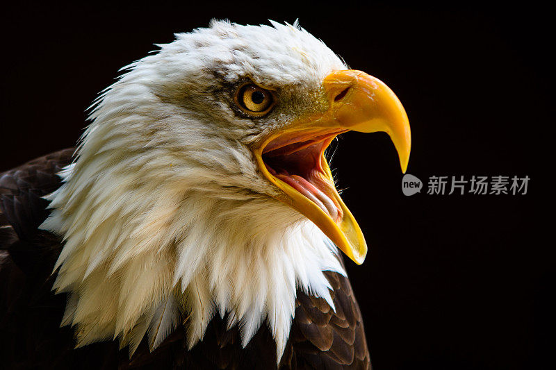 圈养的秃鹰肖像拍摄于英国安多弗鹰保护信托基金
