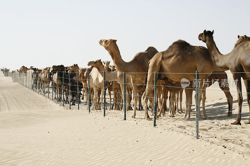 迪拜沙漠的骆驼队由大约200种动物组成