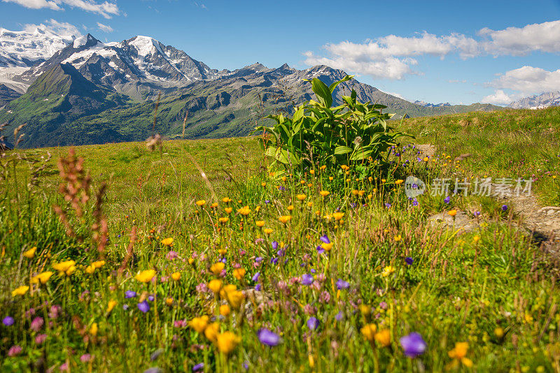 美丽的高山风景在鲜花草地在瑞士阿尔卑斯山