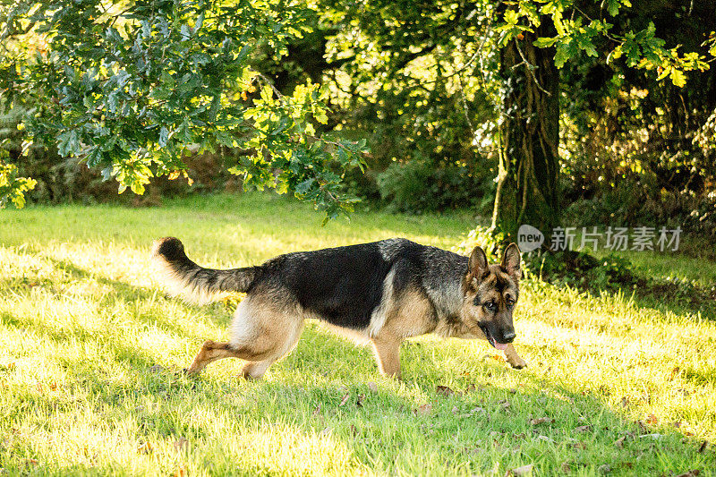 德国牧羊犬在公园里玩耍