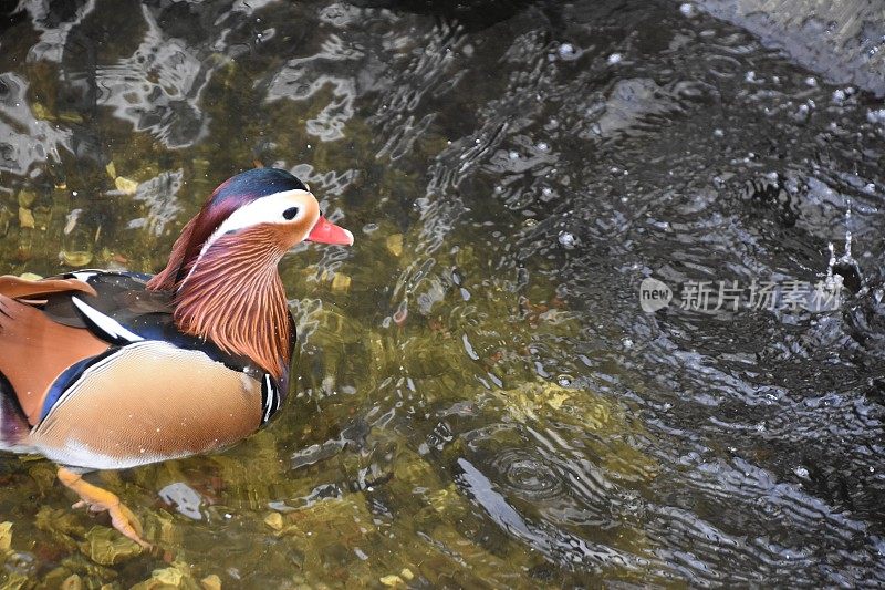 鸭子在湖里