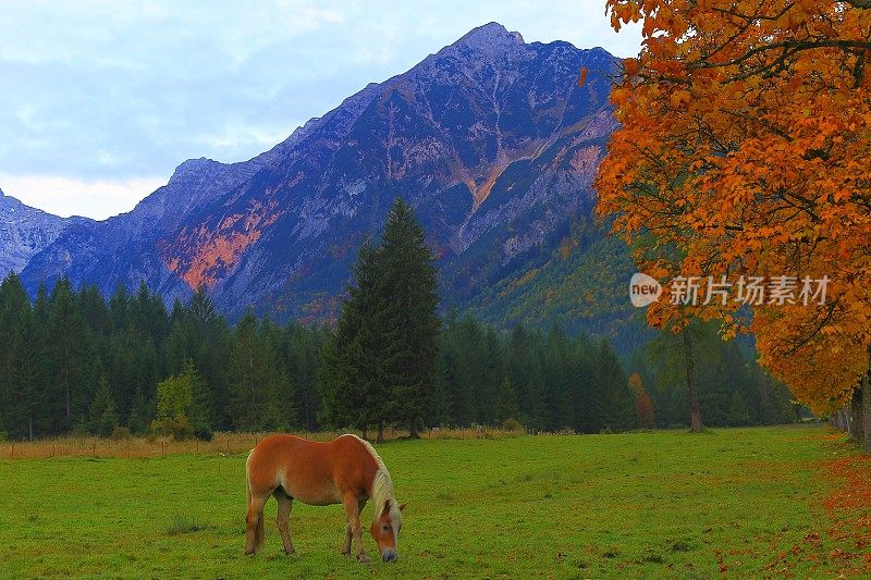 哈夫林格马-种马在阿尔卑斯景观附近的卡文德尔山脉和巴伐利亚阿尔卑斯山在德国-雄伟的高山景观在金色的秋天，戏剧性的蒂罗尔山全景和田园式的蒂罗尔草地，奥地利
