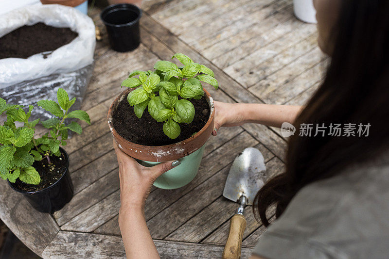 女人的近距离放置一盆花在桌子上