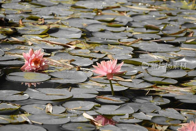 湖中的一朵花