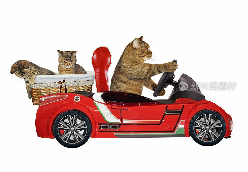 猫在红色的车3