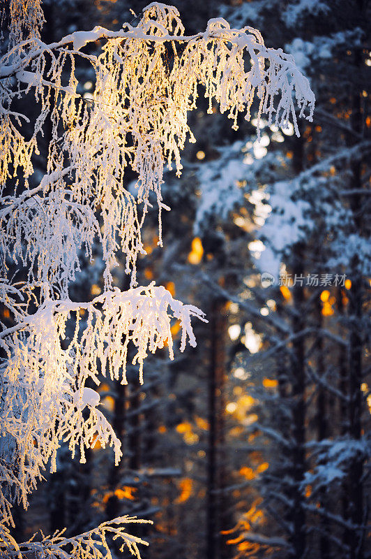 冬天的场景。白桦树的树枝上覆盖着霜雪。
