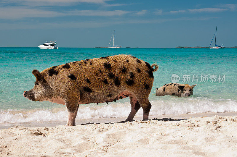 巴哈马群岛游泳的猪