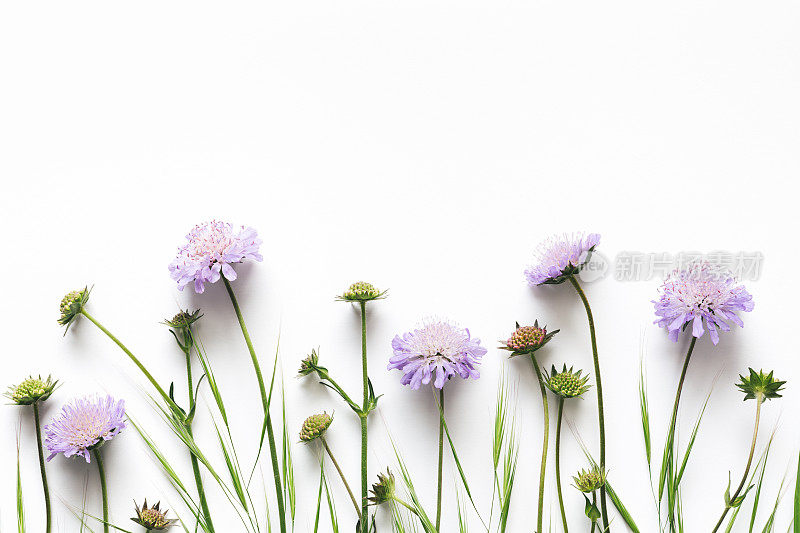 白色背景上的紫色花朵