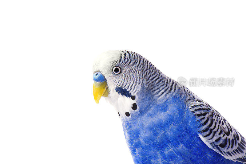 虎皮鹦鹉蓝，孤立在白色背景。长得满满的虎皮鹦鹉