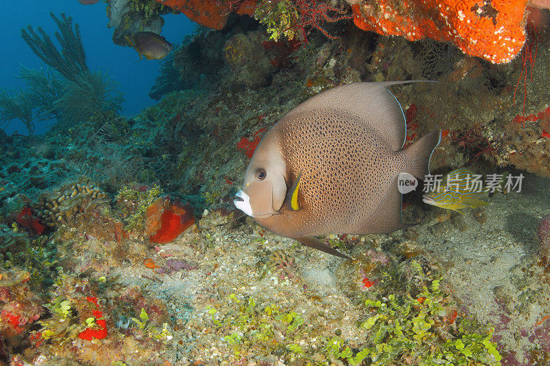 珊瑚礁上的灰色天使鱼——罗阿坦岛