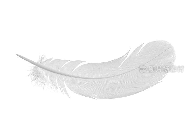 白色背景上简单的白色羽毛