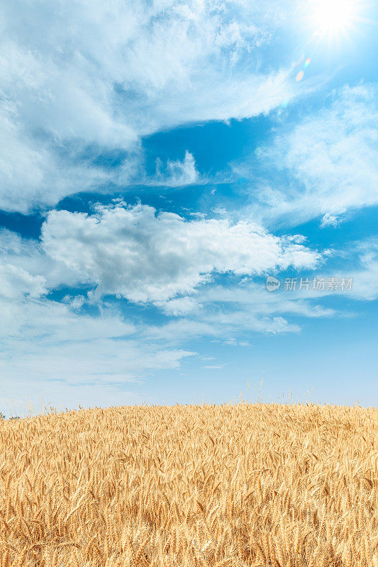 成熟的麦田和蓝天