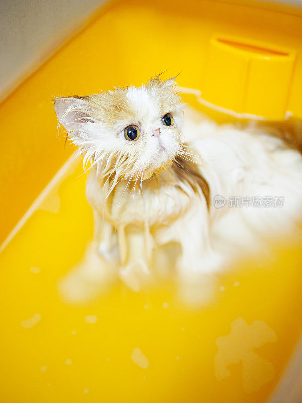 湿，害怕和不高兴的猫洗澡时，明亮的黄色眼睛，有趣的表情。