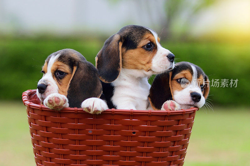 可爱的小猎犬在篮子里