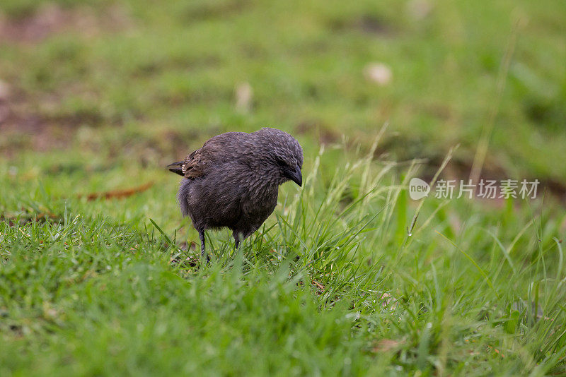 一只灰蒙蒙的、脏兮兮的使徒鸟站在茂盛的绿草地上