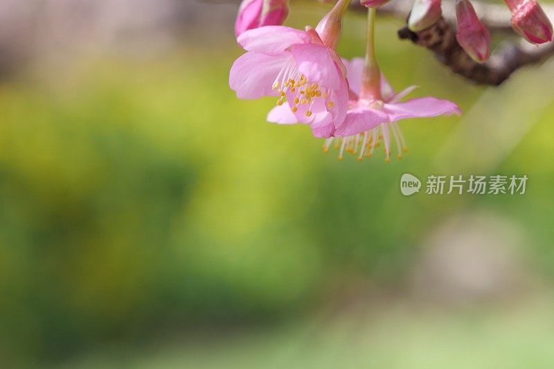 樱花和油菜开花了