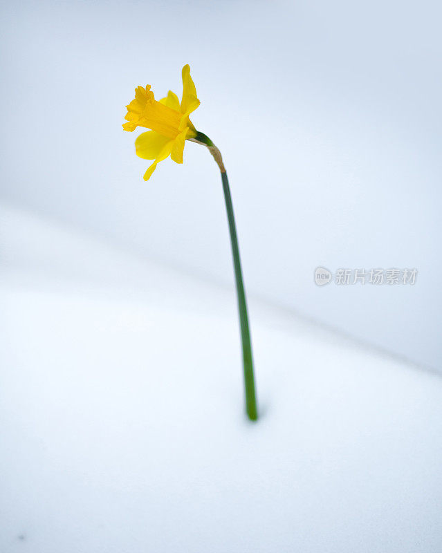 一株水仙花映衬着白雪皑皑的背景，坐在深深的雪堆里