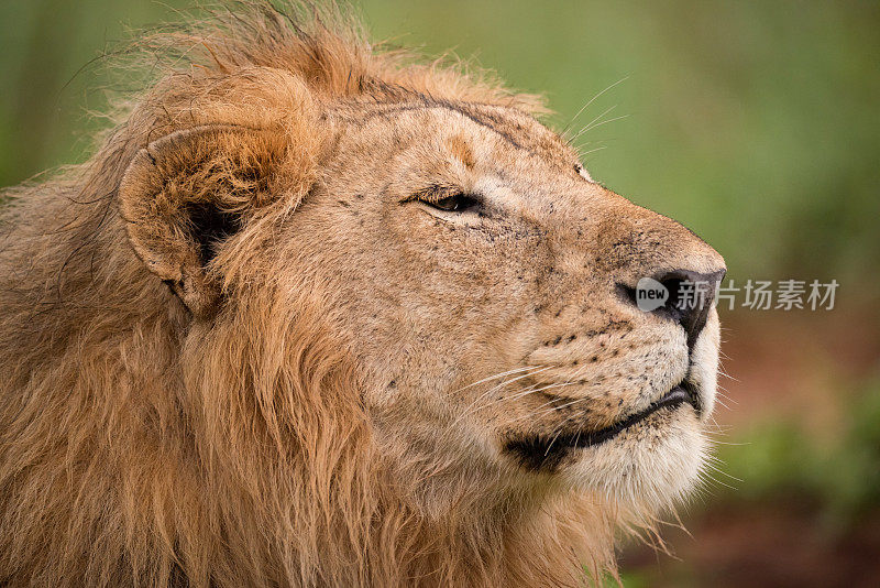 雄性狮子的头和鬃毛的特写