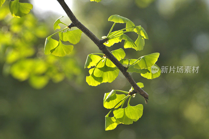 阳光下的绿叶特写