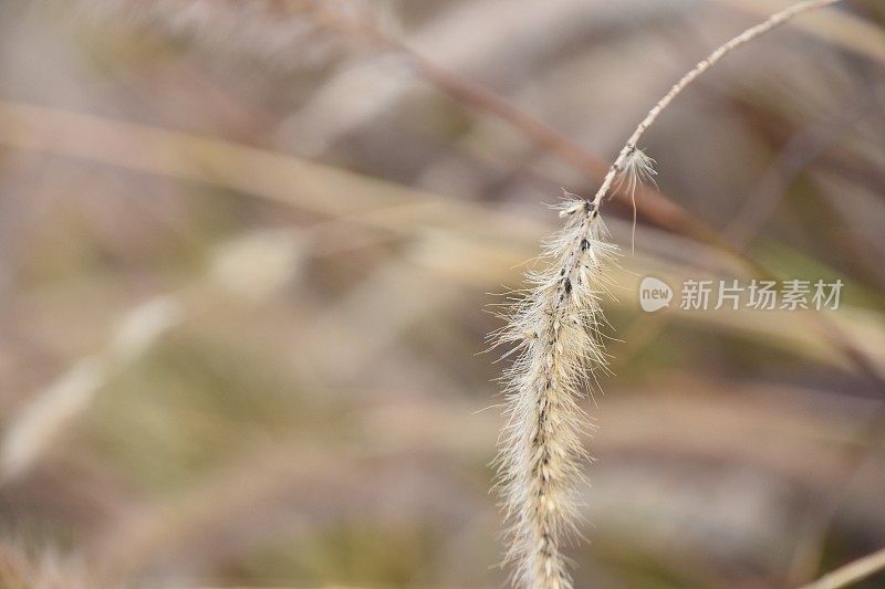 类似小麦的植物