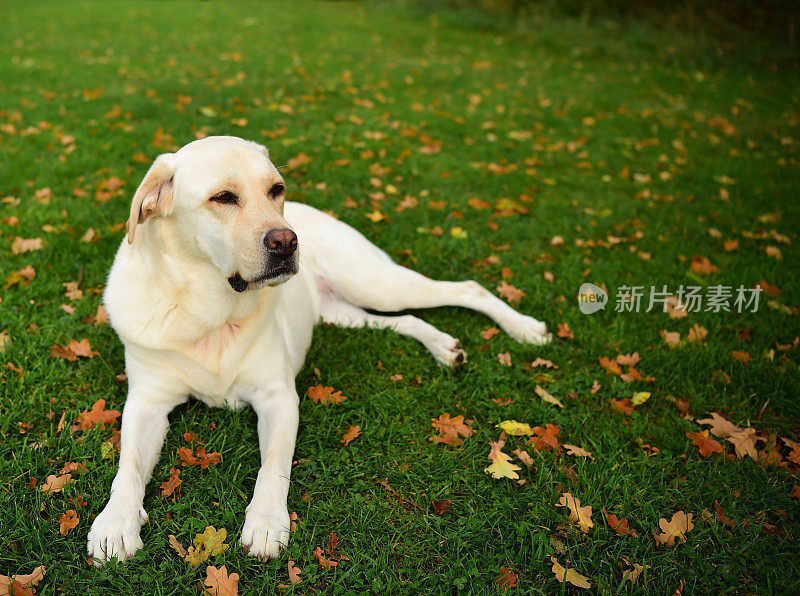 英语中的拉布拉多寻回犬